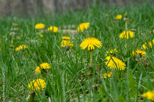 dandelions in the grass © Layn