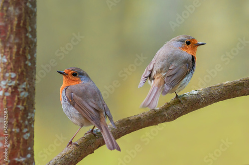 two birds bright robin sitting on a branch in park