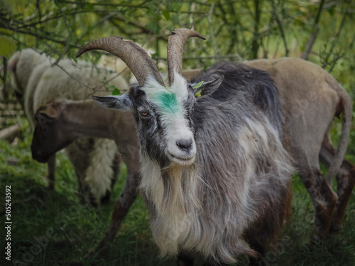 mountain goat on a meadow