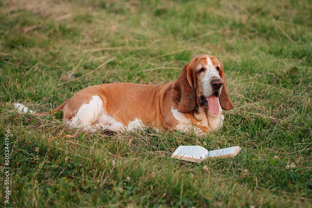 An adult dog of the Basset Hound breed walks in nature. An adult dog of the Basset Hound breed walks in nature.