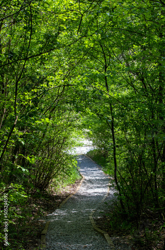 A narrow alley through a tunnel of green trees