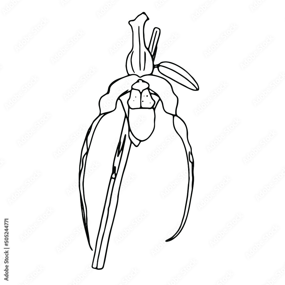 Hand-drawn sketch of orchid flower. Phalaenopsis contour image. Black and white with line art illustration.Vector, EPS10. For printing t-short, notebooks, flyers,shop of flower, ideal for your design. Hand-drawn sketch of orchid flower. Phalaenopsis contour image. Black and white with line art illustration.Vector, EPS10. For printing t-short, notebooks, flyers,shop of flower, ideal for your design.