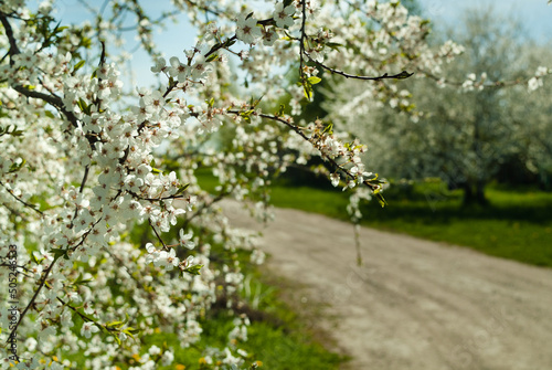 flowering fruit tree in spring  in the background a garden and a road