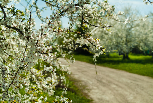 flowering fruit tree in spring, in the background a garden and a road