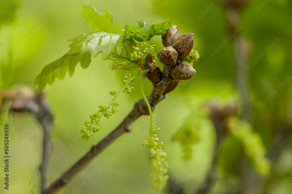 Young oak leaves in spring. Oak flowers. selective focus Young oak leaves in spring. Oak flowers. selective focus