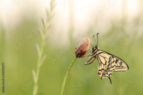 una farfalla papilio machaon su un bocciolo di papavero