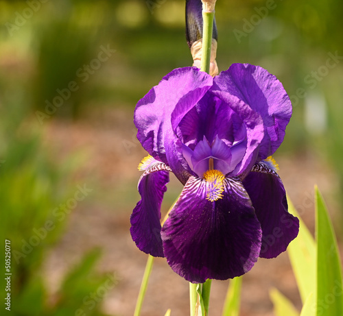 Beautiful close-up of an iris photo