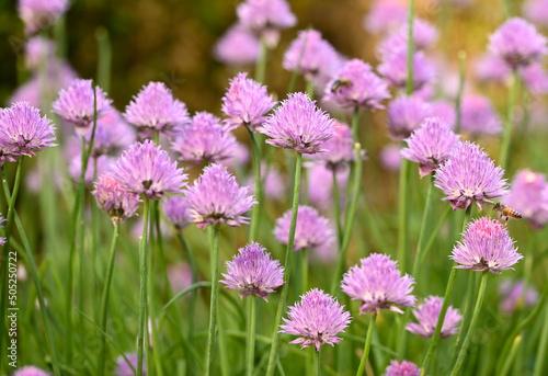 Allium schoenoprasum, Meise botanic garden