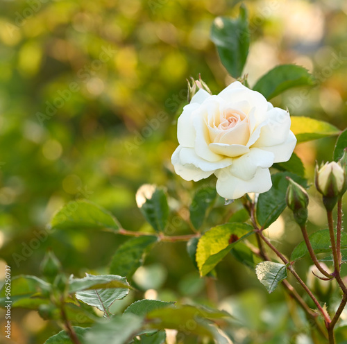 Tableau sur toile Close-up of a garden rose, Belgium