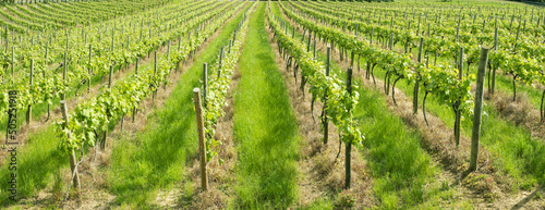 landscape with vineyards in euskadi photo