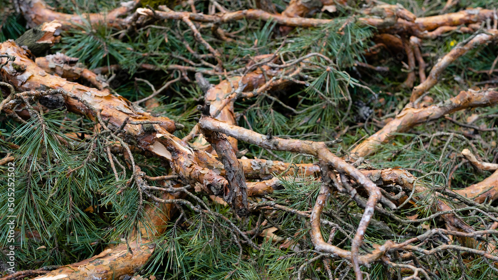 a broken tree after a hurricane. tornado knocked down a pine tree. aftermath of the storm a broken tree after a hurricane. tornado knocked down a pine tree. aftermath of the storm