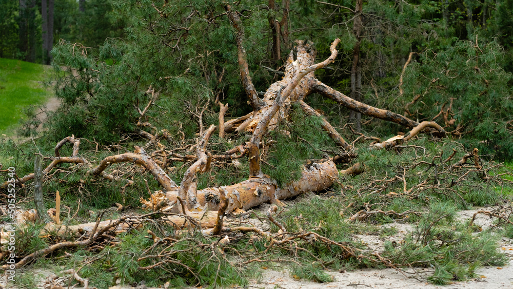 a broken tree after a hurricane. tornado knocked down a pine tree. aftermath of the storm