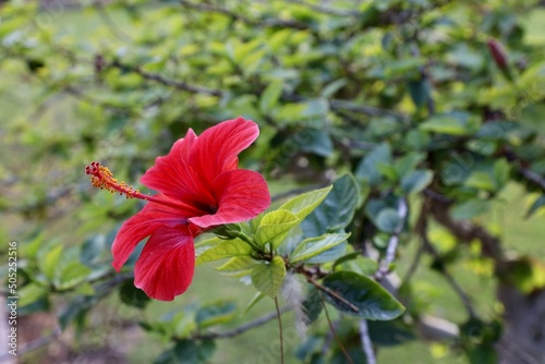 crete red flower