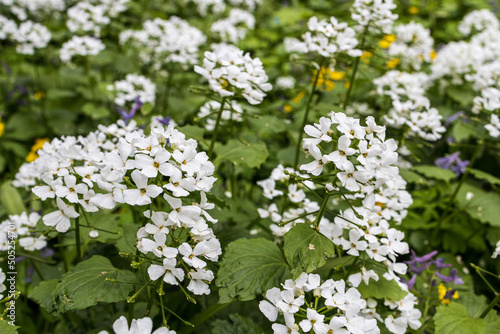 Pachyphragma is a genus of flowering plants belonging to the family Brassicaceae. Its native range is Turkey to Caucasus. photo