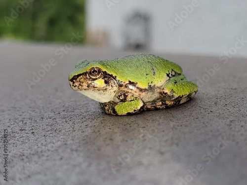 little green frog