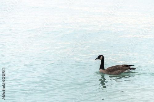 A single Canadian goose floats or swims on the blue water of Lake Michigan in Chicago.