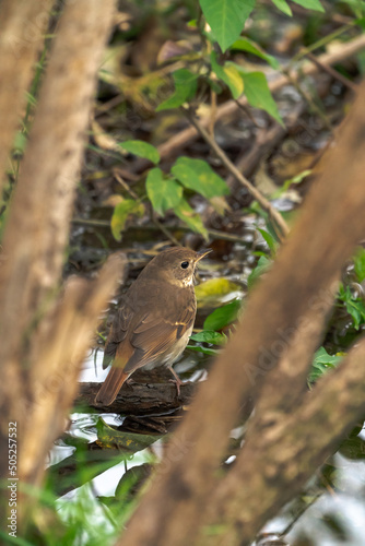 A wildlife bird photo of a small hermit thrush sitting on a branch in a wetland area under some trees in the Midwest. photo