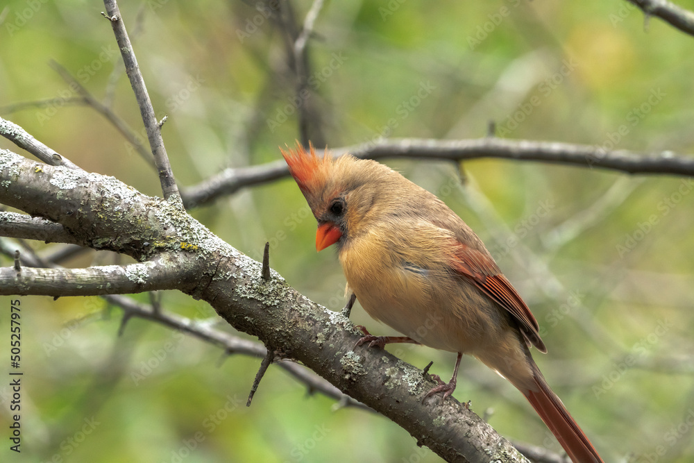 A closeup wildlife bird photograph of an adult female Northern Cardinal perched on a tree branch in the forest in the Midwest. A closeup wildlife bird photograph of an adult female Northern Cardinal perched on a tree branch in the forest in the Midwest.