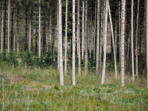 Wiederaufforstung im Mischwald