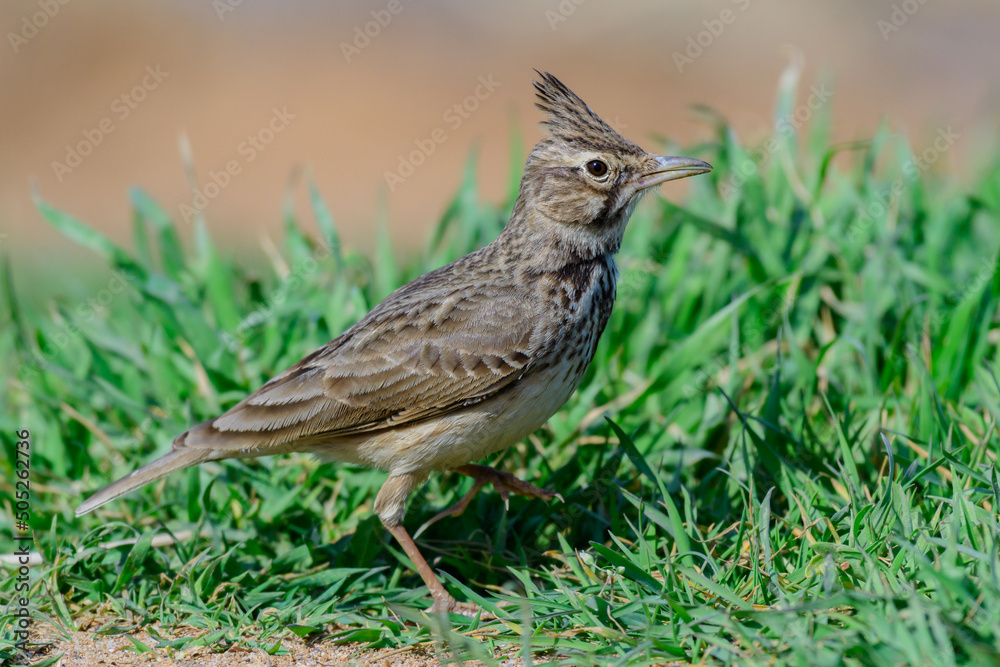 Fototapeta premium Common crested lark in the wild. Galerida cristata