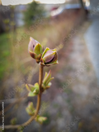 Plant bud in focus