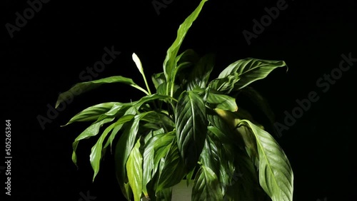 Revitalization of spathiphyllum after pouring. Indoor plants. Withered leaves of peace lily are erecting after watering . Time-lapse