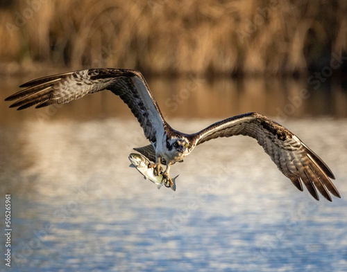 Osprey (Pandion haliaetus) in flight with fish flying head on in golden morning sunlight Colorado, USA