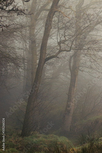 trees in mist