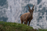 Alpine ibex goat in the mountains in the morning