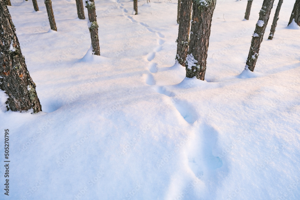 Footprints in the snow in the winter forest. Animal tracks. Footprints in the snow in the winter forest. Animal tracks.