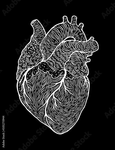 Anatomical human heart