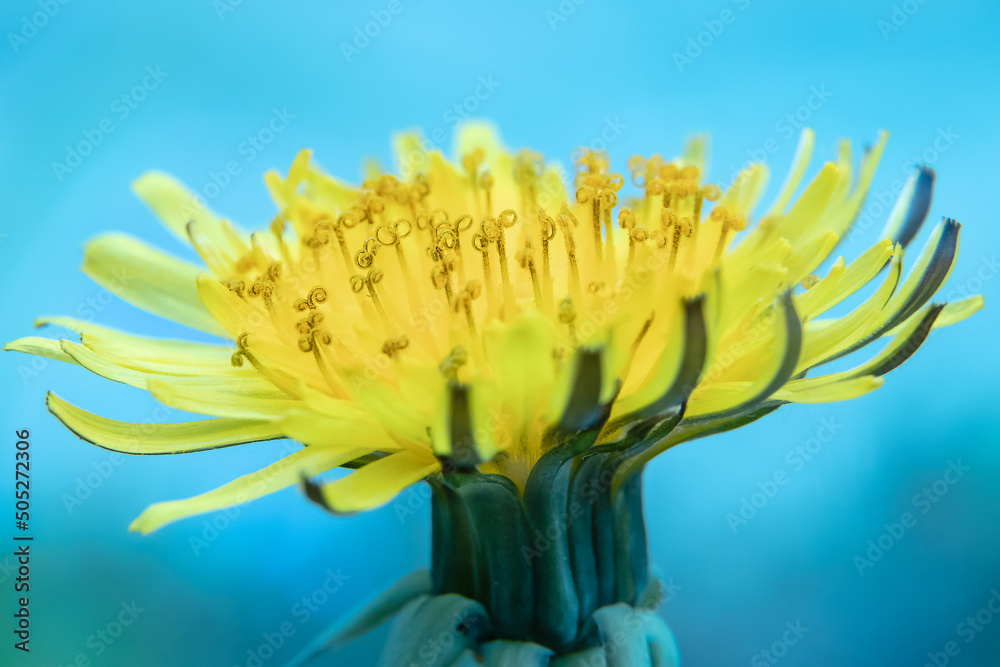 Fototapeta premium Dandelion flower close-up. Blue sy background. Details of the pistils