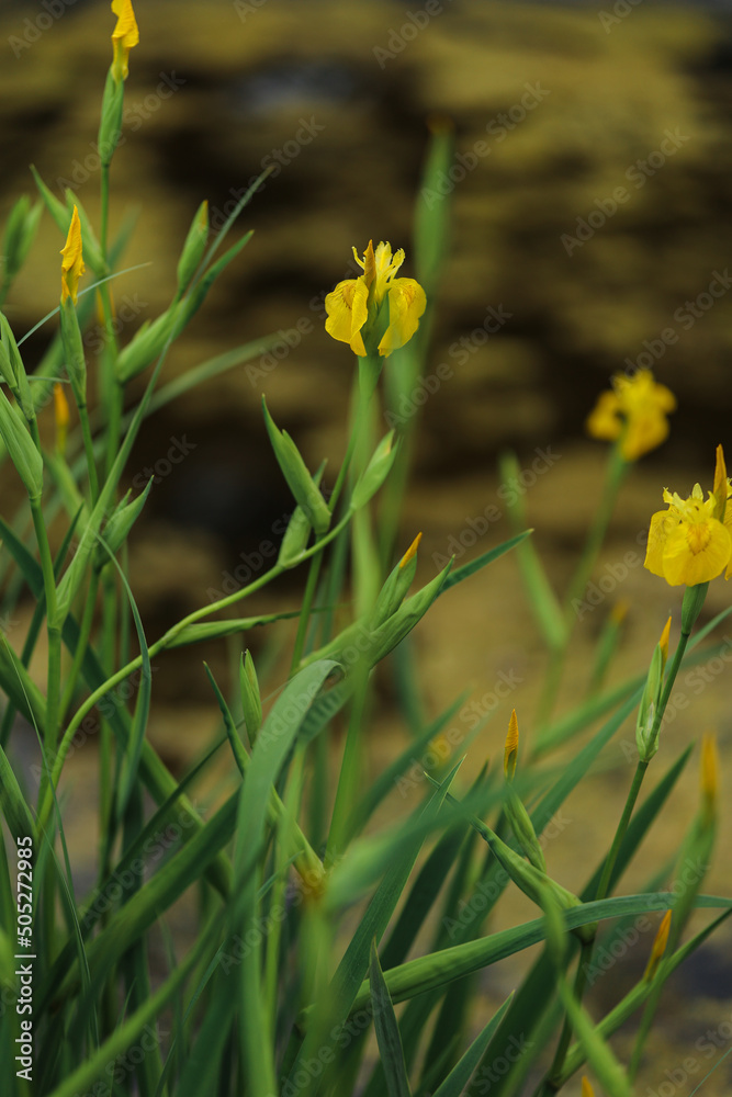 Beautiful yellow iris flowers in the little lake