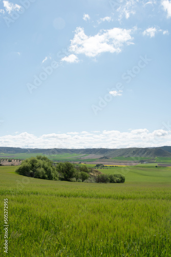 Vertical shot of a crop field in springtime. Blue sky with some clouds. Alcala de Henares  Madrid