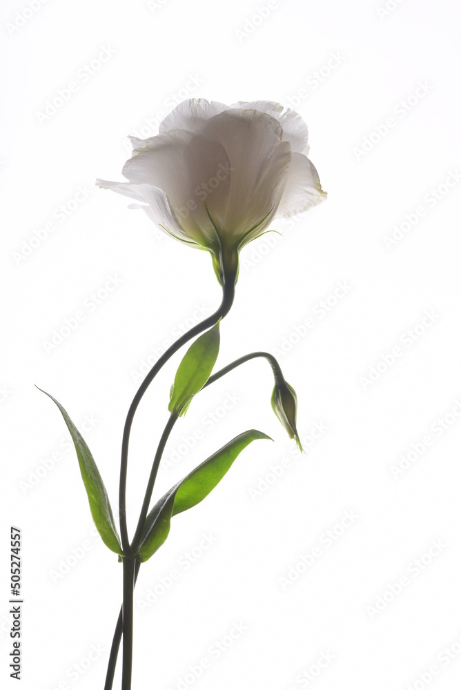 Obraz premium beautiful delicate bud on white background 