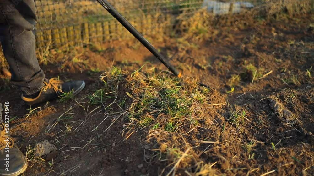 Cleaning up the grass with a rake. Aerating and scarifying the lawn in the garden. Improving the quality of the lawn by removing old grass Cleaning up the grass with a rake. Aerating and scarifying the lawn in the garden. Improving the quality of the lawn by removing old grass