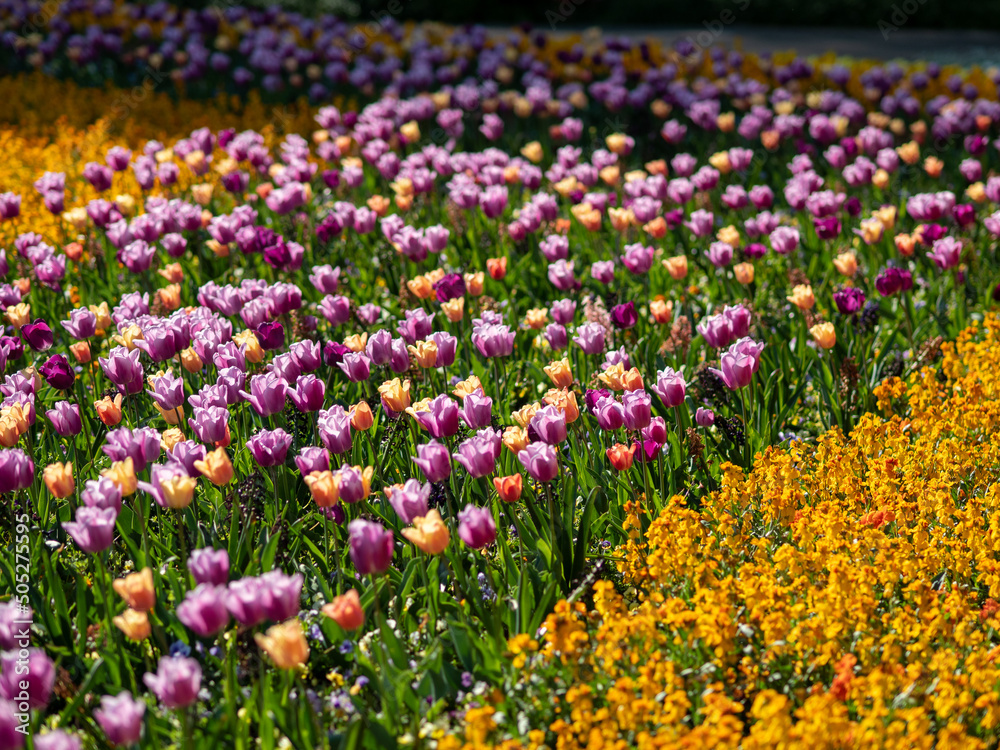 Verschiedenfarbige Tulpenblüten in einem Park