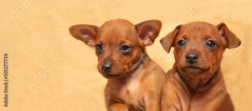 Portrait of two cute puppies. Muzzles of small puppies. . Mini pinscher. photo