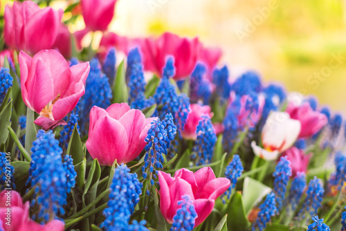 Beautiful pink tulip and blue grape hyacinth flowers
