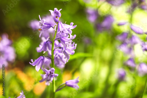 Beautiful violet wild bellflowers in the wood