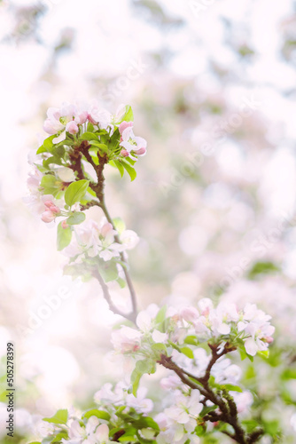 Background with beautiful cherry blossom