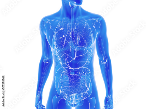 Transparent 3d illustration of the internal human anatomy. glass organs on a torso cut out on white background