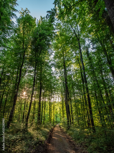 Waldweg