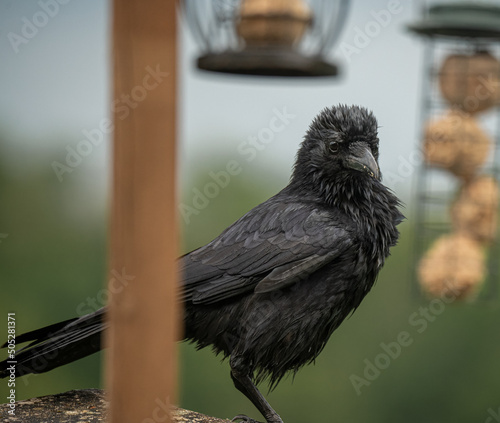 a drenched young crow (Corvus) stands on a wooden bird feeder station
