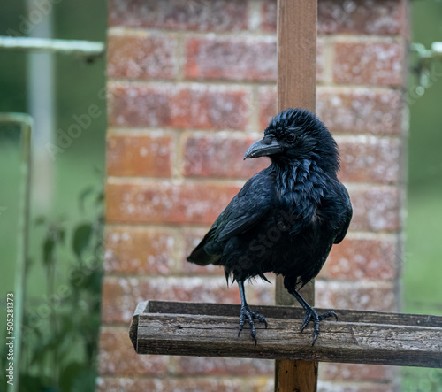 a drenched young crow (Corvus) stands on a wooden bird feeder station