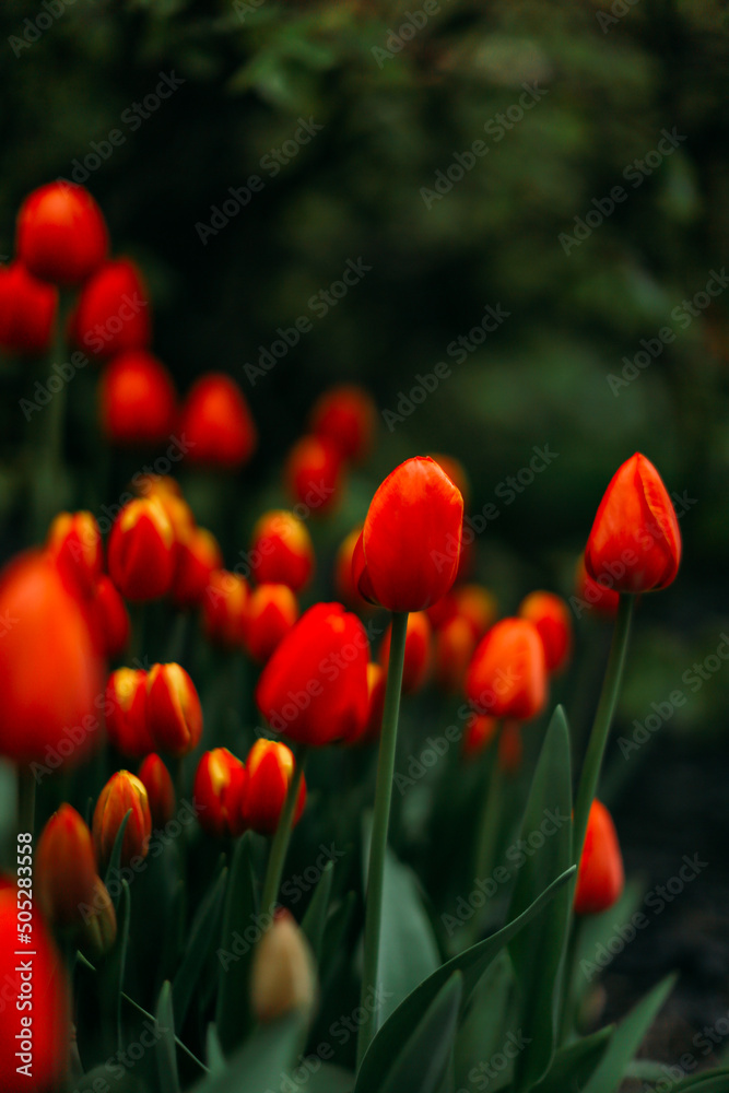 Floral background , red tulips close-up