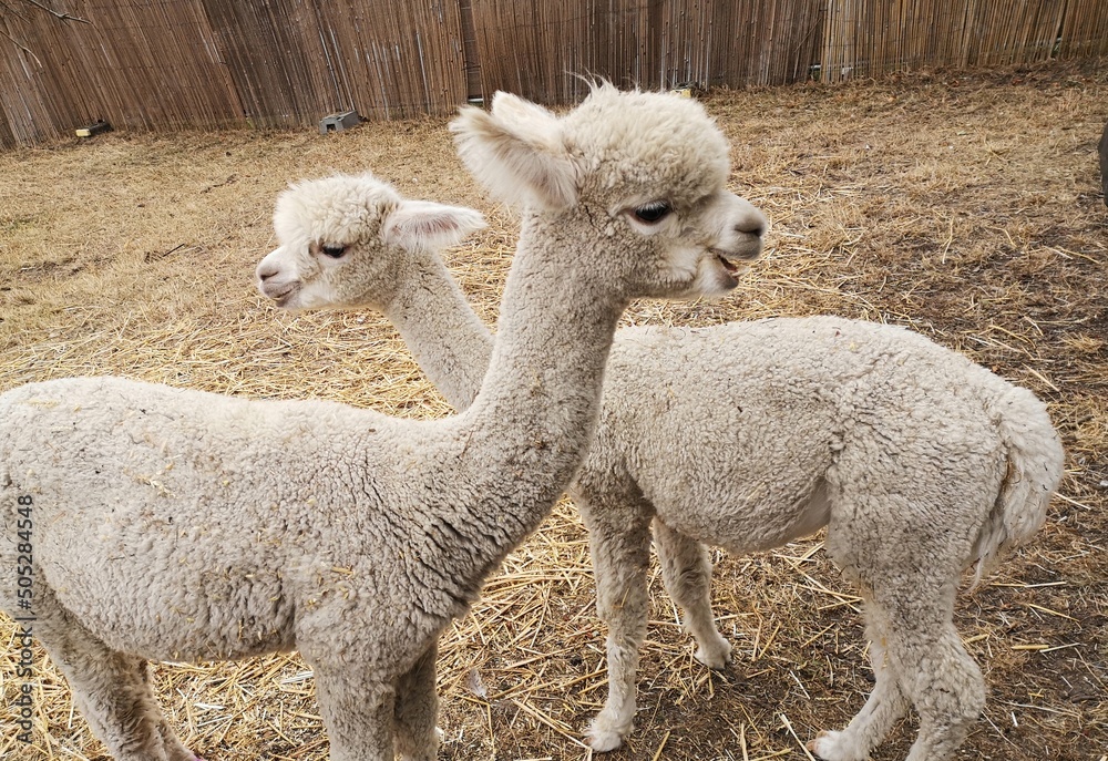 Alpacas 