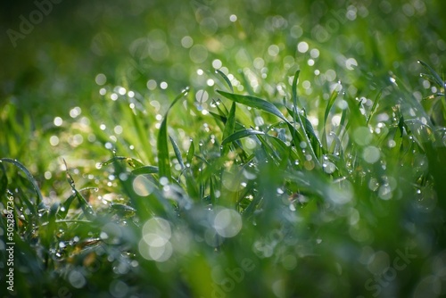 Young grain with dewdrops