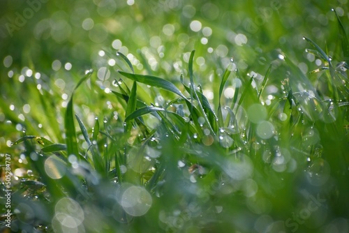 Young grain with dewdrops