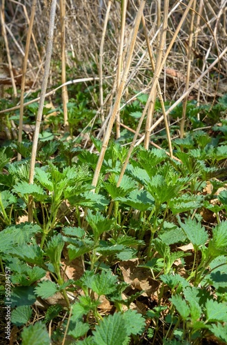 Young nettles in spring.
